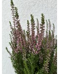 Calluna vulgaris Athene